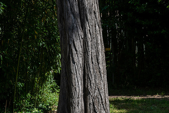 20230621 aa 32,256716,That Giant Tree ,c