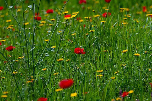 20230906 aa 32,225212,Yesterday Poppies ,c