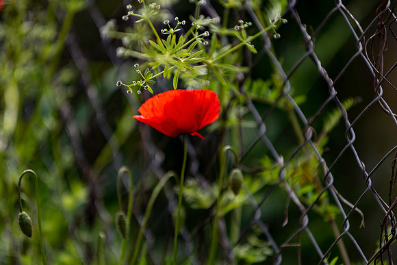 p,20230907 aa 41,225224,Free Poppy ,c