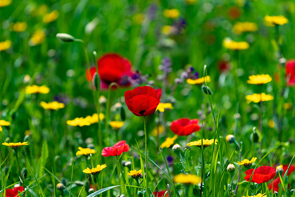 p,20230906 aa 31,225205,Lovely Poppies ,c