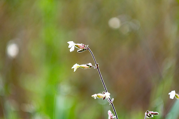 p,20230905 aa 21,225175,Delicate Flowers ,c