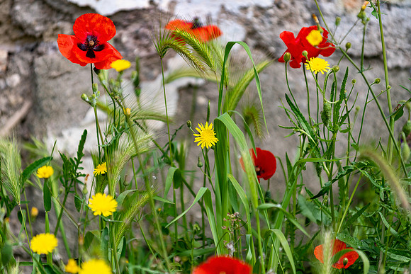 p,20230904 aa 11,225173,Summer Days ,c