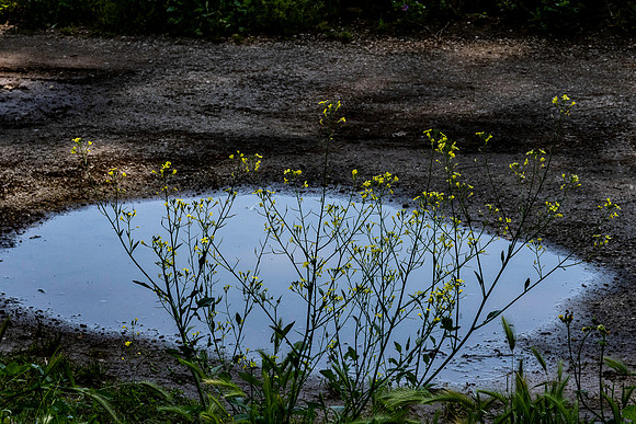 p,20230622 aa 41,256723,That Little Pond ,c