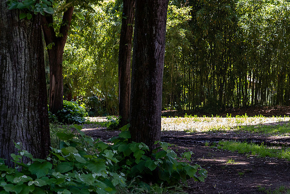 p,20230621 aa 31,256709,My Woods ,c