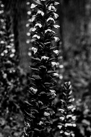 p,20230620 aa 23,256902,Tower Flowers ,b