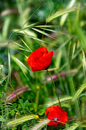 p,20230526 aa 51,225124,Lovely Poppies ,c