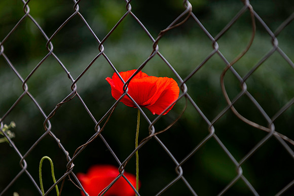 p,20230519 aa 51,256118,Net and Poppies  ,c