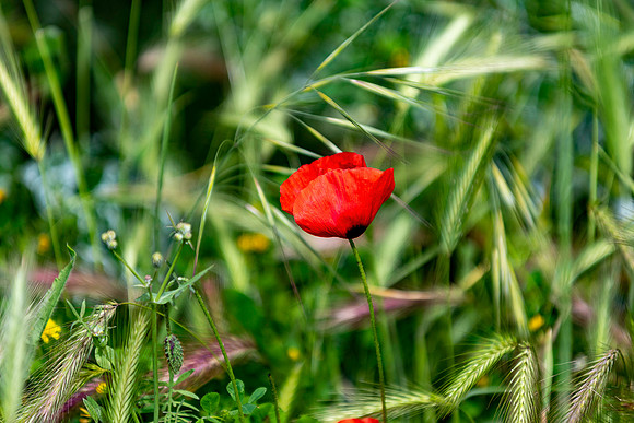 p,20230516 aa 21,256120,Solitary Poppy ,c