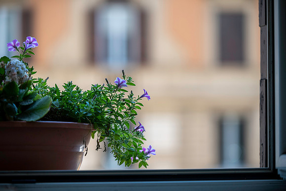 p,20230419 aa 31,208135,My Lovely Tiny Flowers 208135 ,c
