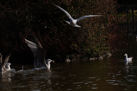 p,20230330 aa 41,201937,Seagulls ,c
