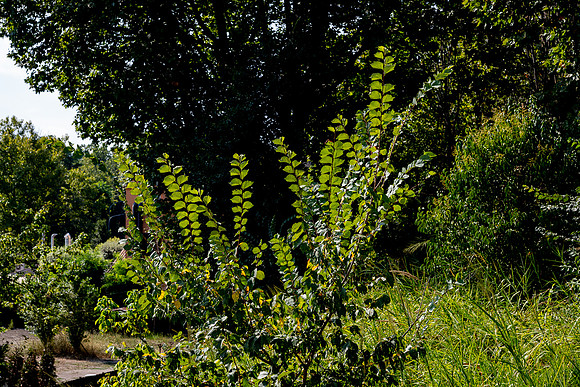 p,20230324 aa 51,196050,Green Leaves of Summer ,c