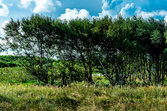 p,20230309 aa 41,125871,Strolling along the Country Lanes ,c