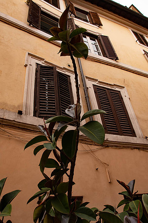 Ficus Sculpture