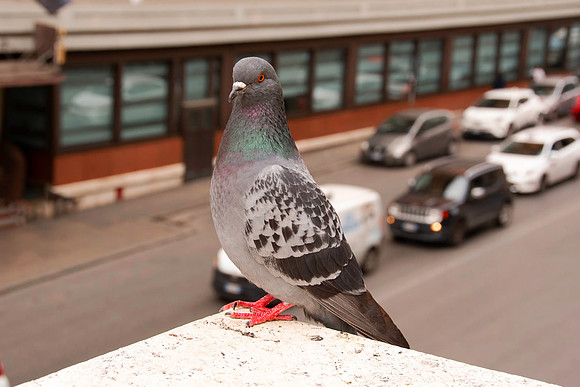 Urban Pigeon