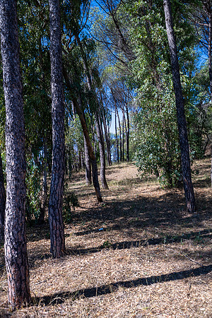 20220622 aa 32,200059,Among the Pines ,c