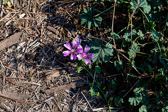 20220606 aa 12,199670,Tiny Flowers ,c