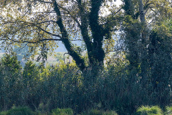 20231009 aa 11,260499,Tiber Sacred Tree ,c