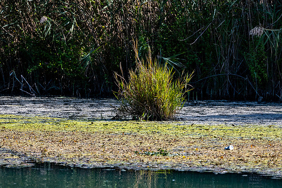 20231011 aa 32,260577,A Bush in the River ,c