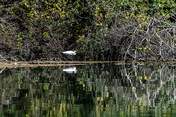 20231012 aa 41,260602,An Egret on the Hunt ,c