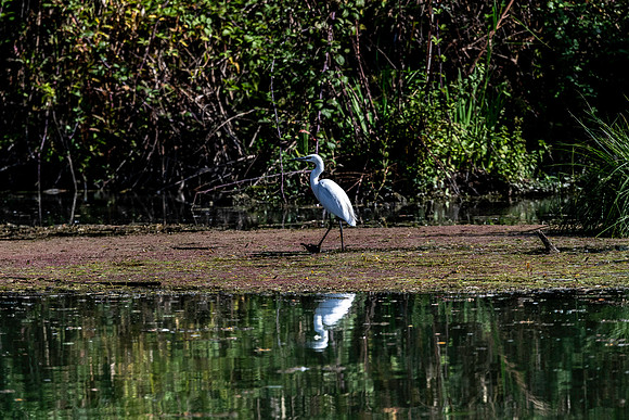 20231013 aa 51,260665,Step of the Egret ,c