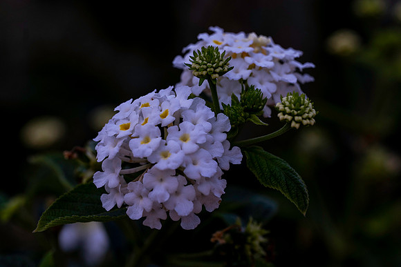20231016 aa 11,260065,White Tiny Flowers ,c