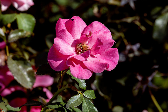 20231017 aa 21,260071,My Rose ,c