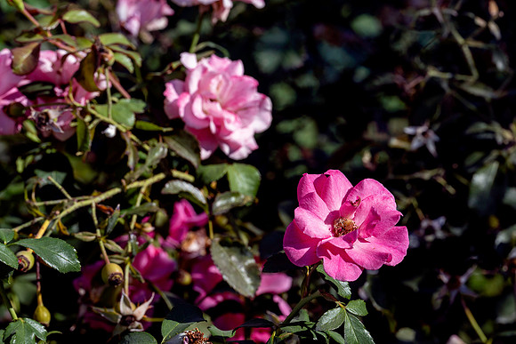 20231017 aa 22,260070,Roses ,c