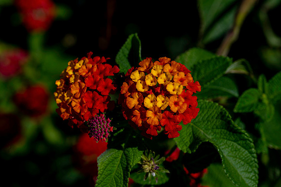 20231018 aa 31,260077,Red and Yellow Tiny Flowers ,c