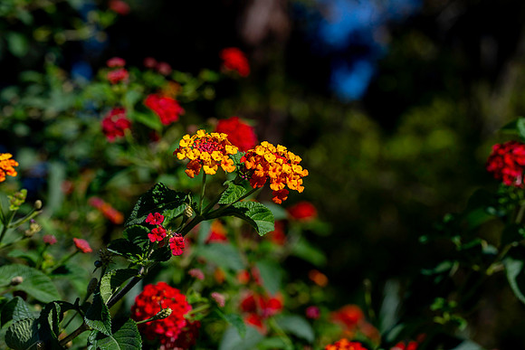 20231018 aa 32,260080,Lovely Tiny Flowers ,c