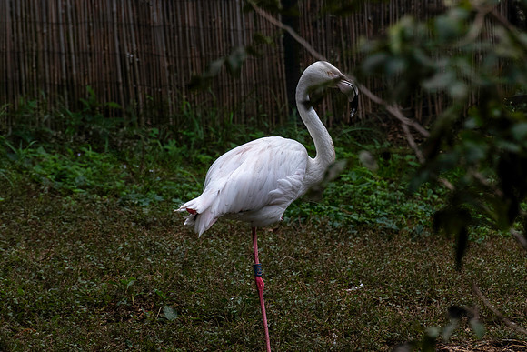 20231023 aa 11,262014,Young Flamingo ,c