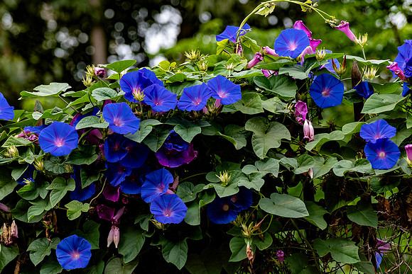20231023 aa 12,261954,Ipomoea ,c