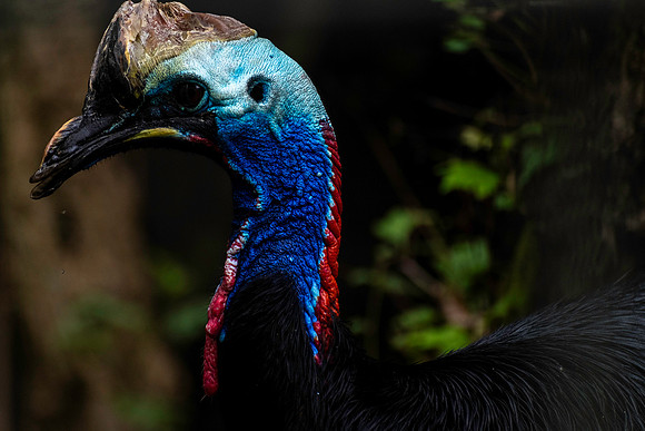 20231024 aa 21,261976,Southern Cassowary ,c