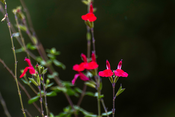 20231024 aa 22,262049,Red Devil Flowers ,c