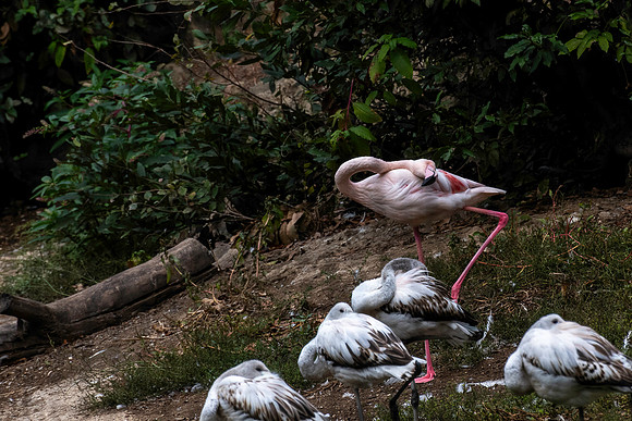 20231025 aa 31,262000,Flamingos Rest ,c