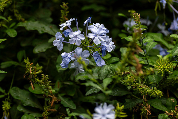 20231025 aa 32,261981,Plumbago Auriculata ,c