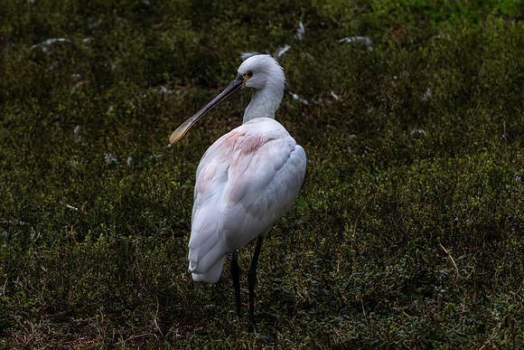 20231026 aa 41,262029,Spoonbill ,c