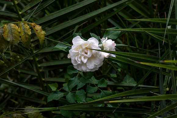 20231026 aa 42,262326,Camellia ,c