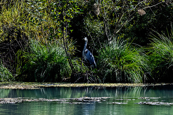 20231030 aa 11,260573r,Gray Heron Hidden Among The Foliage ,c