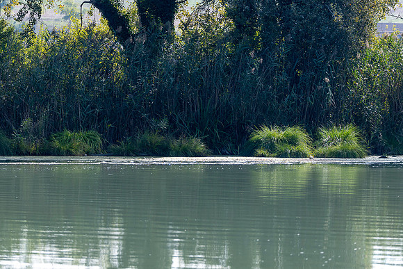 20231030 aa 12,260500,Along Lovely Tiber ,c