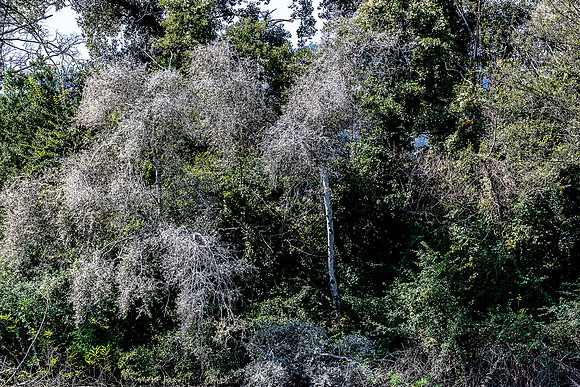 20231103 aa 52,260734,Sweet Autumn ,c