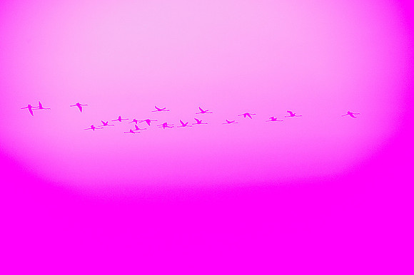 p,20211208 a 36,142511,Lovely Flamingos ,m