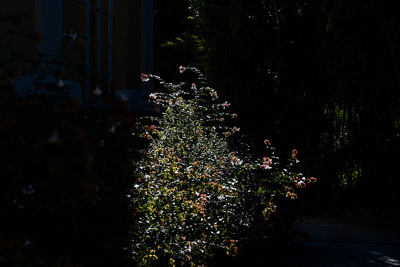 20211103 a 32,200238,Our Flowers (c) ,c