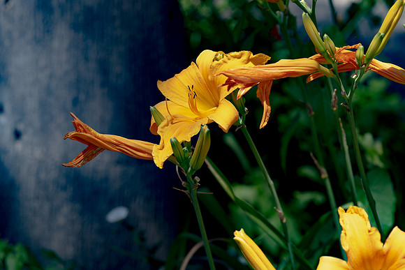 20220729 aa 52,210578,Lovely Lilies ,c