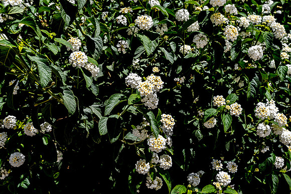 20211108 a 12,193983,Lovely Tiny Flowers ,c
