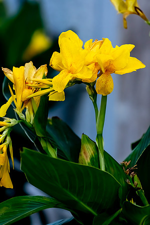 20211116 a 22,194768,Lovely Yellow Flowers ,c