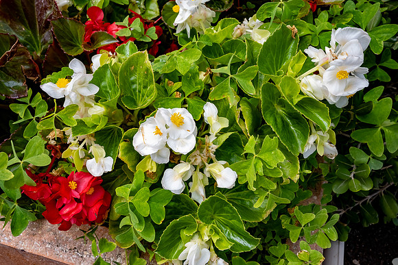 20211118 a 41,194933,Red and White Begonias ,c