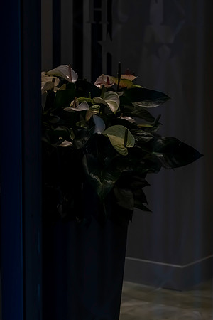 20211119 a 52,194769,Flowers ,c