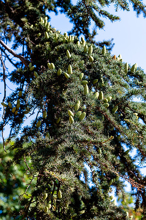 20220609 aa 42,199691,Pinecones ,c
