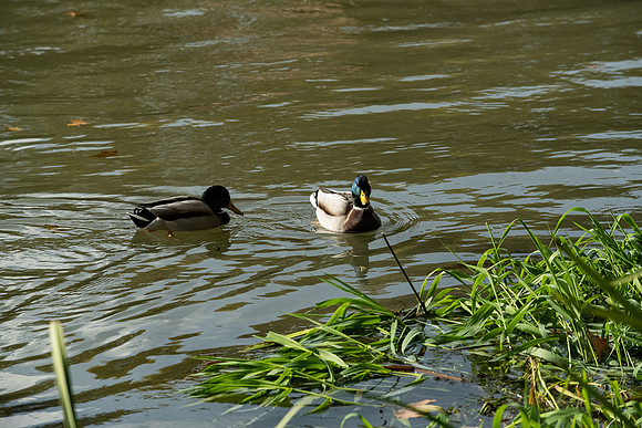 20211129 a 12,201182,Lovely Couple ,c