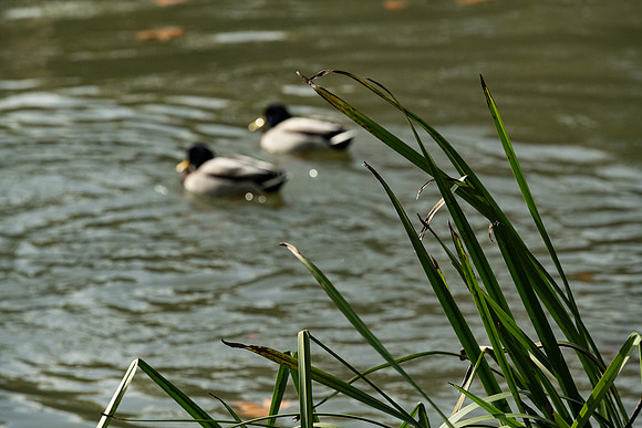 20211202 a 42,201191,Good Couple ,c